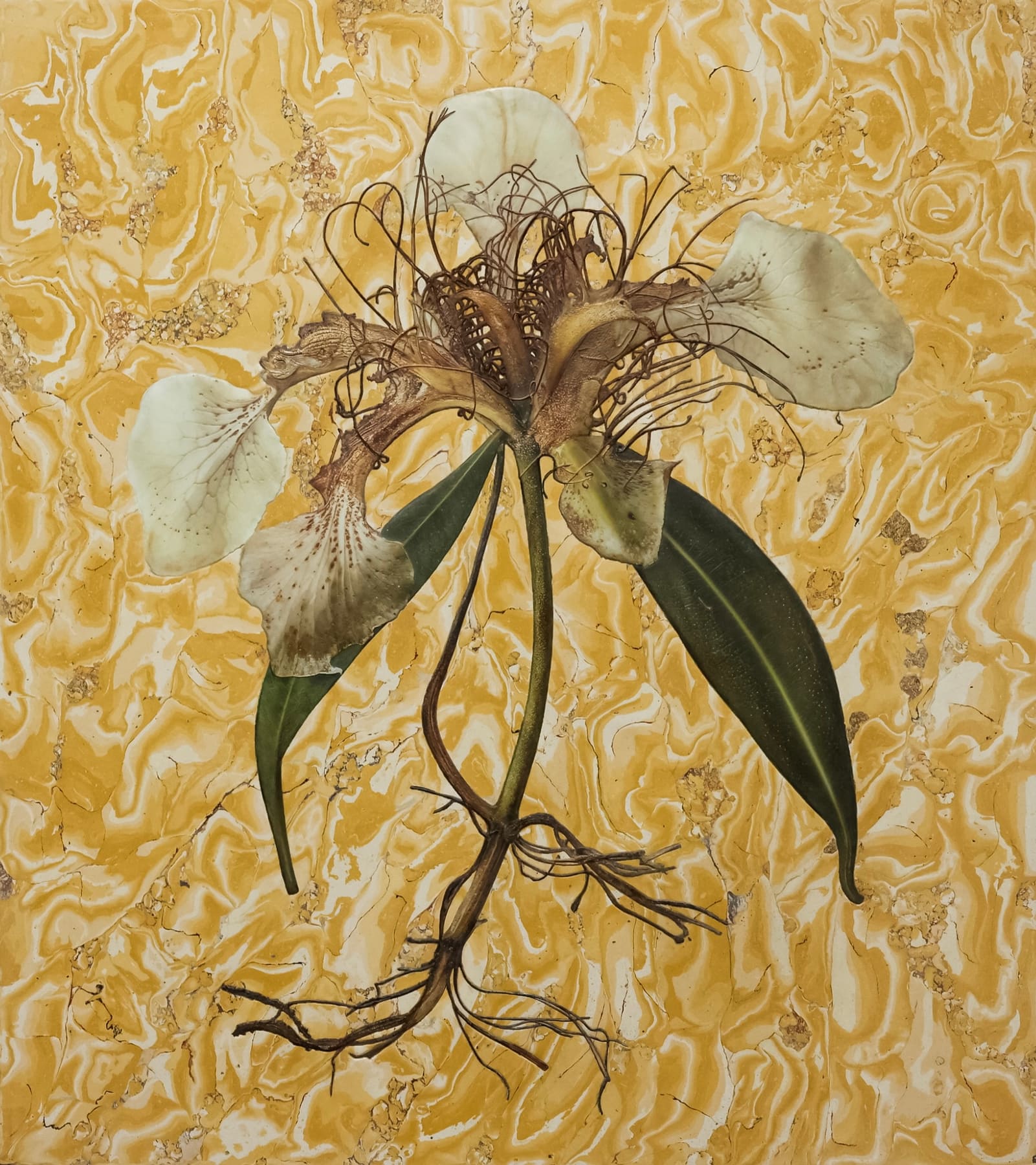 Plant 20251102