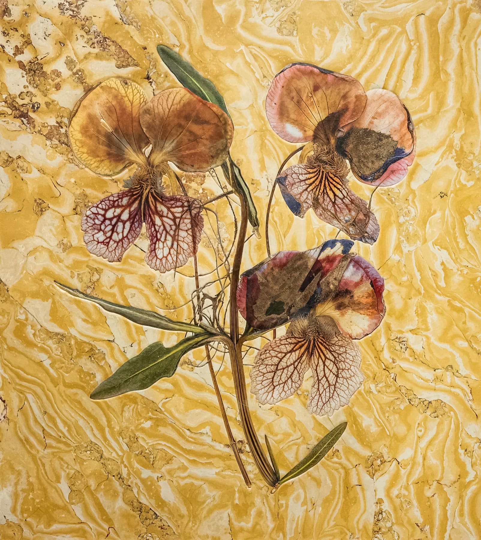 Plant 20251106
